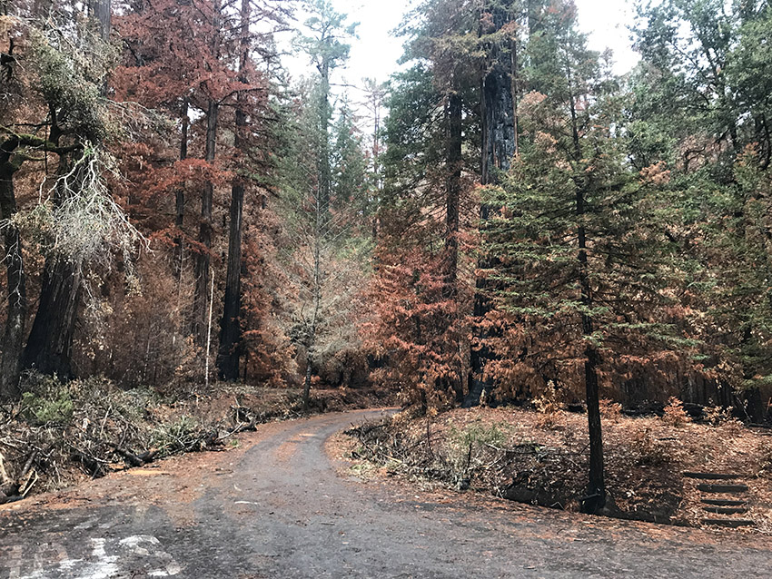 Big Basin post CZU Fire, February 2021